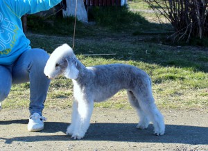 Blue Foundations Caramell Chew Chew "Bibbi" 18 mån.Liams fina dotter!